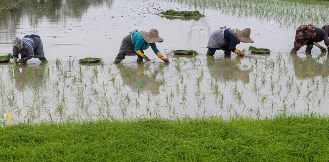 لغو ممنوعیت واردات در فصل برداشت کشاورزان، مغایر با قانون است