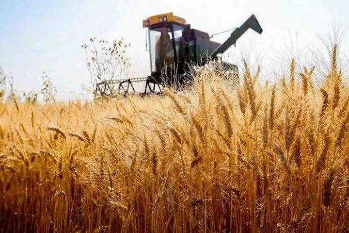بی‌توجهی به پرداخت خسارت، انگیزه کشاورزان گندم‌کار را از بین برده است