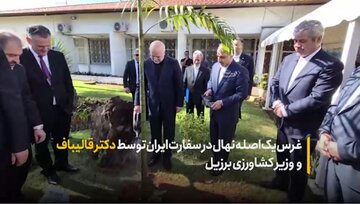 غرس یک اصله نهال در سفارت ایران در برازیلیا توسط دکتر قالیباف و وزیر کشاورزی برزیل