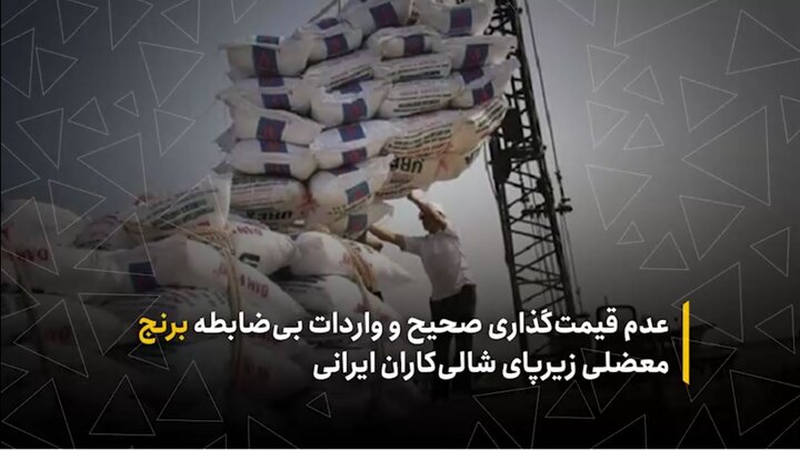 عدم قیمت گذاری صحیح و واردات بی‌ضابطه برنج معضلی برای شالی کاران ایرانی