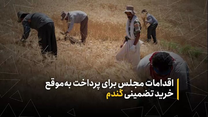 اقدامات مجلس برای پرداخت به‌موقع مطالبات گندمکاران