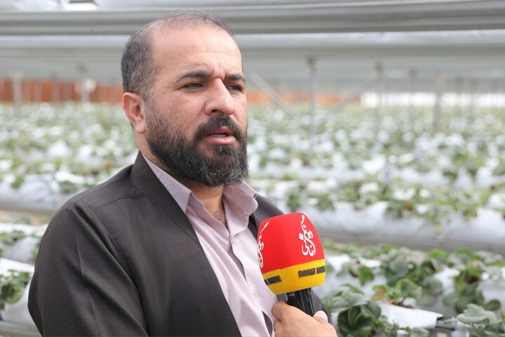 بازدید از گلخانه تولید توت فرنگی
