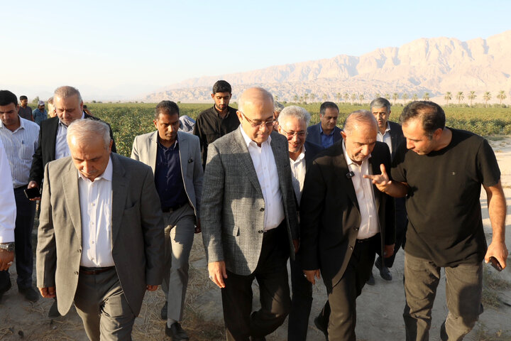 بازدید اعضا کمیسیون کشاورزی از مزرعه پنبه فرح بخش بخش حاجی آباد استان هرمزگان‎