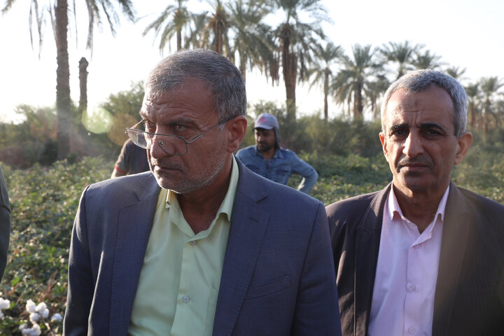 بازدید اعضا کمیسیون کشاورزی از مزرعه پنبه فرح بخش بخش حاجی آباد استان هرمزگان‎