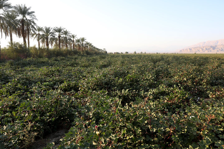 بازدید اعضا کمیسیون کشاورزی از مزرعه پنبه فرح بخش بخش حاجی آباد استان هرمزگان