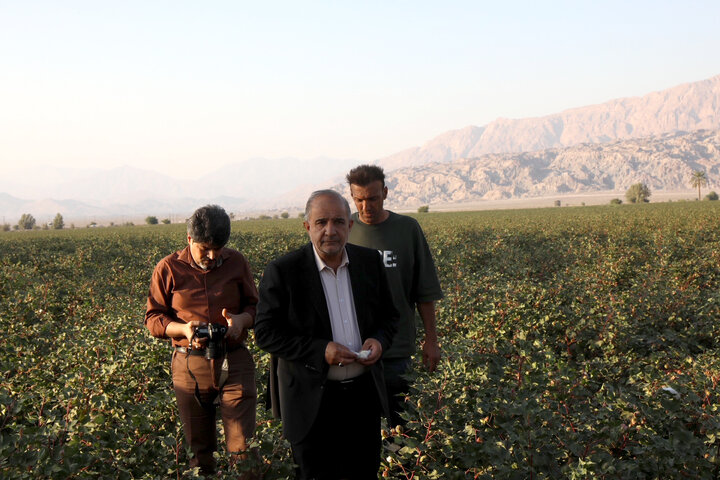 بازدید اعضا کمیسیون کشاورزی از مزرعه پنبه فرح بخش بخش حاجی آباد استان هرمزگان