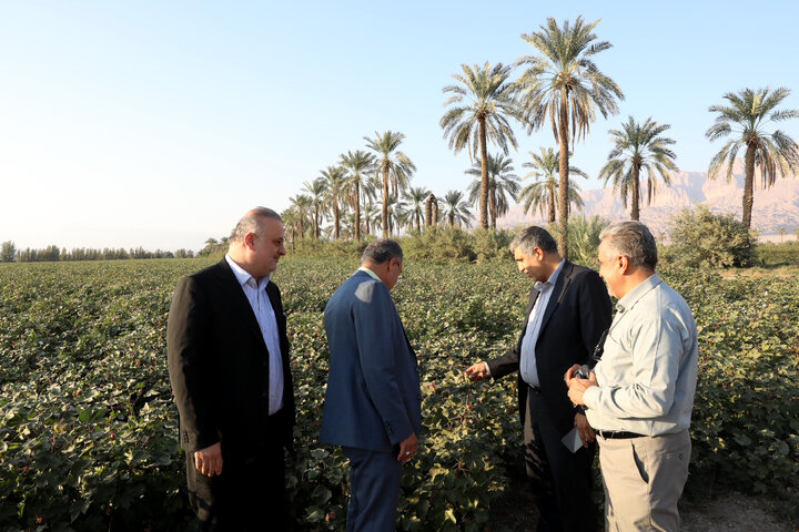 بازدید اعضا کمیسیون کشاورزی از مزرعه پنبه فرح بخش بخش حاجی آباد استان هرمزگان‎