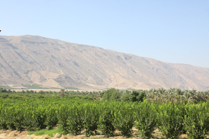 بازدید اعضای کمیسیون کشاورزی مجلس از باغات مرکبات شهر مبارک آباد