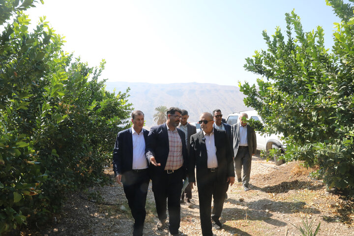بازدید اعضای کمیسیون کشاورزی مجلس از باغات مرکبات شهر مبارک آباد