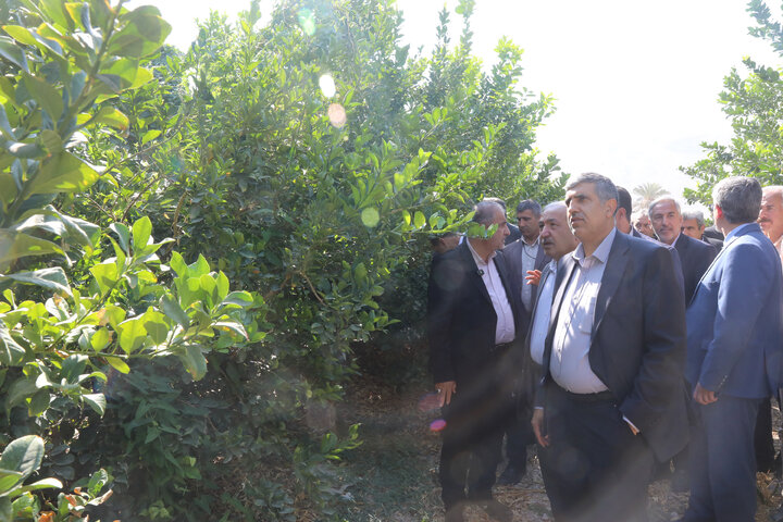 بازدید اعضای کمیسیون کشاورزی مجلس از باغات مرکبات شهر مبارک آباد