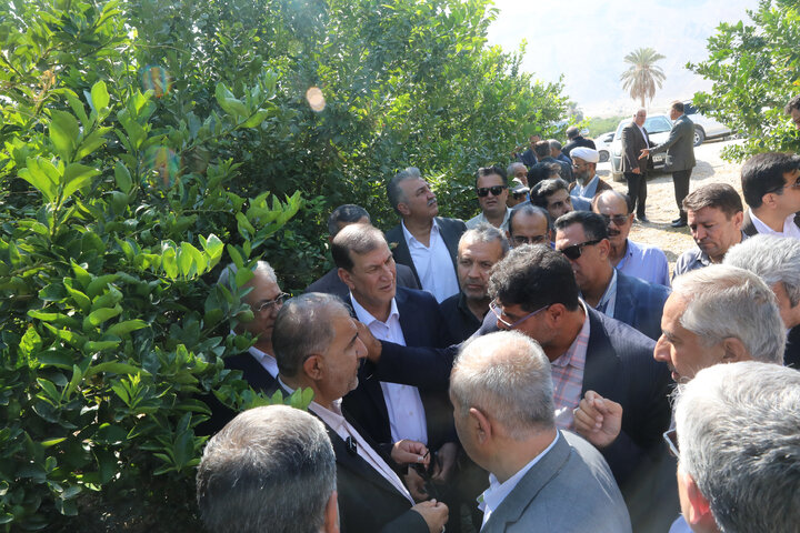 بازدید اعضای کمیسیون کشاورزی مجلس از باغات مرکبات شهر مبارک آباد
