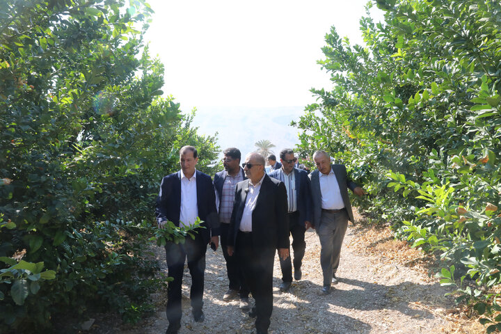 بازدید اعضای کمیسیون کشاورزی مجلس از باغات مرکبات شهر مبارک آباد