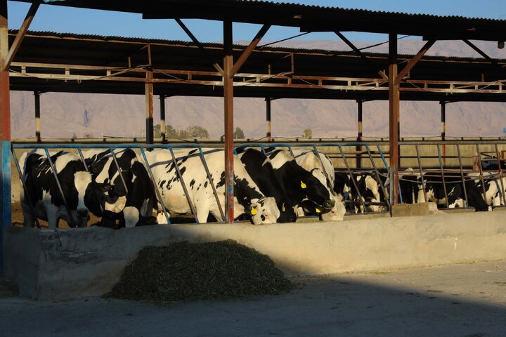 بازدید اعضا کمیسیون کشاورزی و نمایندگان استان فارس از واحدهای دامپروری سبک  و سنگین و شهرک های روستایی شهرستان فیروز آباد