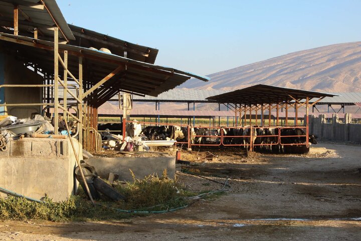 بازدید اعضا کمیسیون کشاورزی و نمایندگان استان فارس از واحدهای دامپروری سبک  و سنگین و شهرک های روستایی شهرستان فیروز آباد