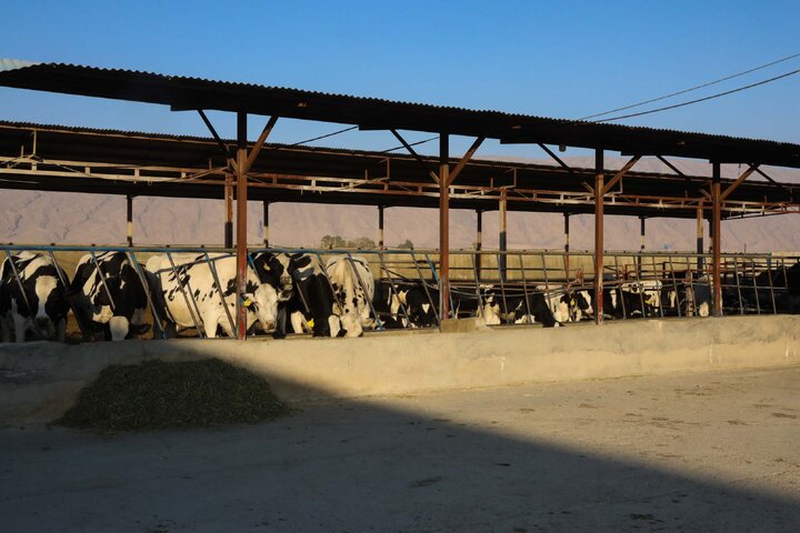 بازدید اعضا کمیسیون کشاورزی و نمایندگان استان فارس از واحدهای دامپروری سبک  و سنگین و شهرک های روستایی شهرستان فیروز آباد