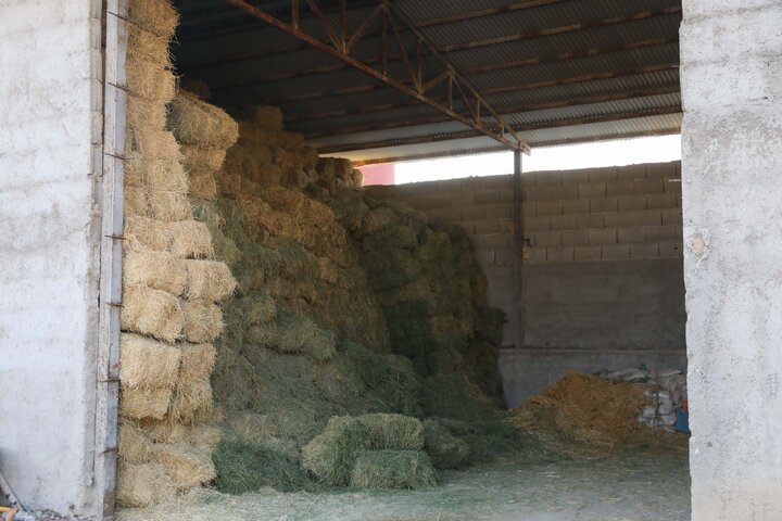 بازدید اعضا کمیسیون کشاورزی و نمایندگان استان فارس از واحدهای دامپروری سبک  و سنگین و شهرک های روستایی شهرستان فیروز آباد