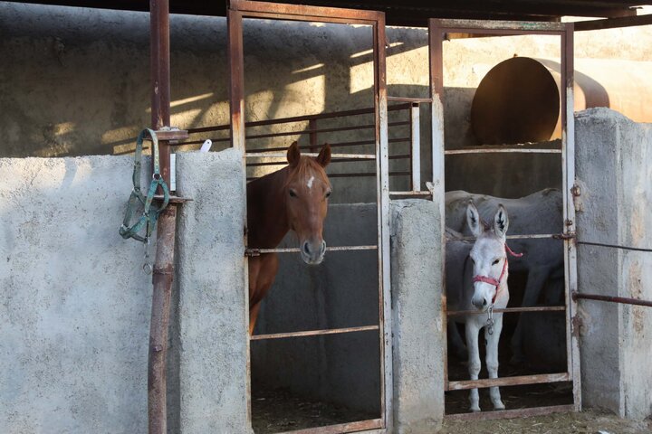 بازدید اعضا کمیسیون کشاورزی و نمایندگان استان فارس از واحدهای دامپروری سبک  و سنگین و شهرک های روستایی شهرستان فیروز آباد