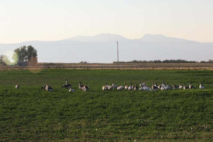 بازدید اعضا کمیسیون کشاورزی و نمایندگان استان فارس از واحدهای دامپروری سبک  و سنگین و شهرک های روستایی شهرستان فیروز آباد
