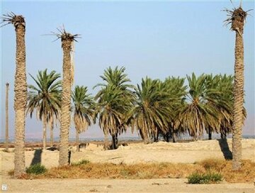 شادگان زیر سایه خشکسالی و سوءمدیریت می‌سوزد