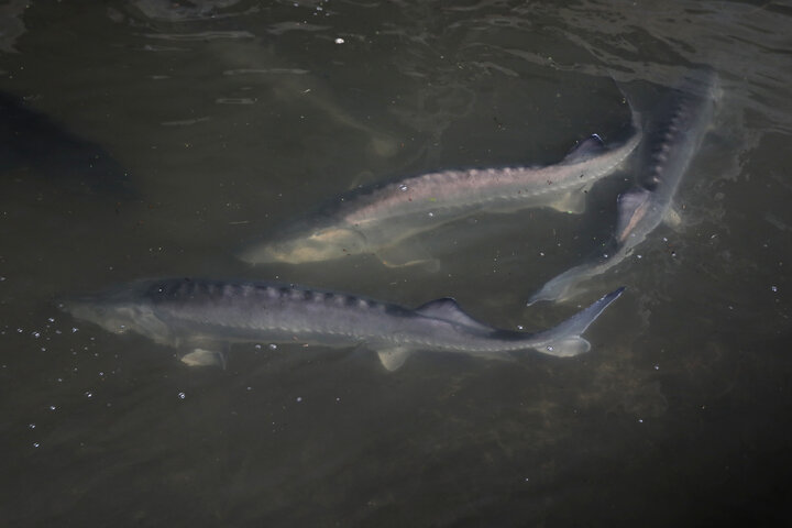 بازدید اعضای کمیسیون کشاورزی از مزرعه پرورش ماهیان خاویاری تالش