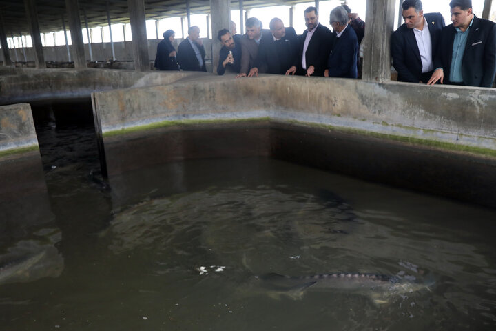 بازدید اعضای کمیسیون کشاورزی از مزرعه پرورش ماهیان خاویاری تالش