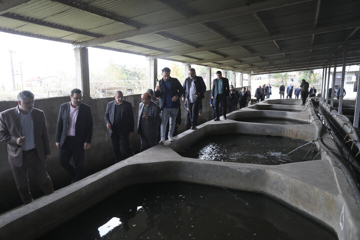 بازدید اعضای کمیسیون کشاورزی از مزرعه پرورش ماهیان خاویاری تالش