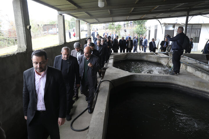 بازدید اعضای کمیسیون کشاورزی از مزرعه پرورش ماهیان خاویاری تالش