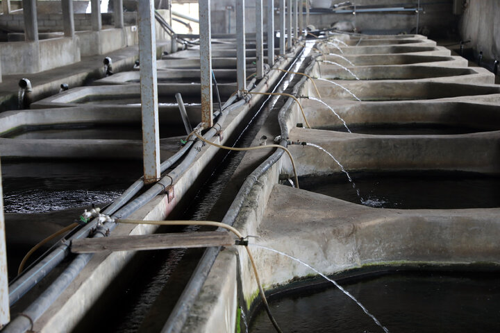 بازدید اعضای کمیسیون کشاورزی از مزرعه پرورش ماهیان خاویاری تالش