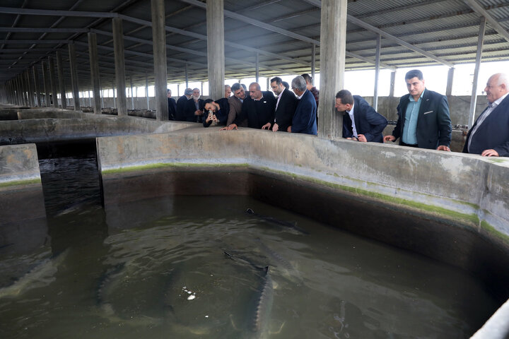 بازدید اعضای کمیسیون کشاورزی از مزرعه پرورش ماهیان خاویاری تالش