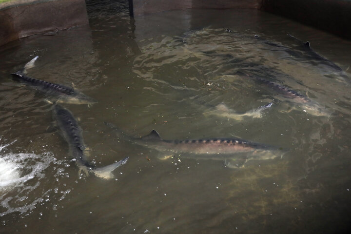 بازدید اعضای کمیسیون کشاورزی از مزرعه پرورش ماهیان خاویاری تالش