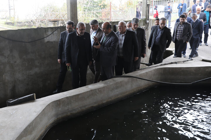 بازدید اعضای کمیسیون کشاورزی از مزرعه پرورش ماهیان خاویاری تالش
