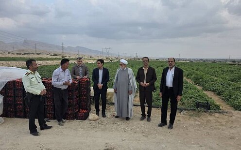 تعرفه هفت‌هزار تومانی صادرات گوجه‌فرنگی لغو شده است