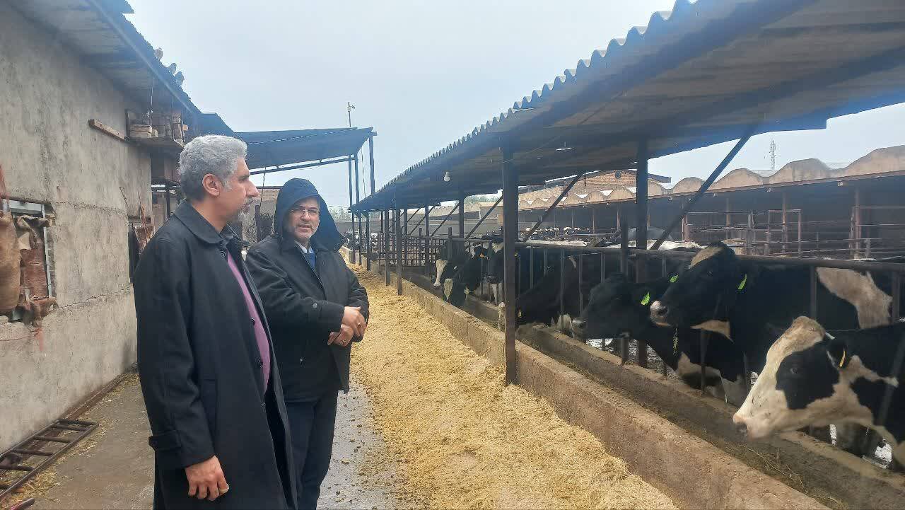 رئیس فراکسیون کشاورزی از شرکت تعاونی دامداران شیری لبن بازدید کرد