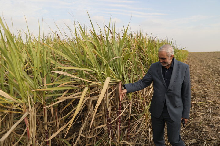 بازدید اعضای کمیسیون اجتماعی مجلس از کشت و صنعت نیشکر فارابی خوزستان