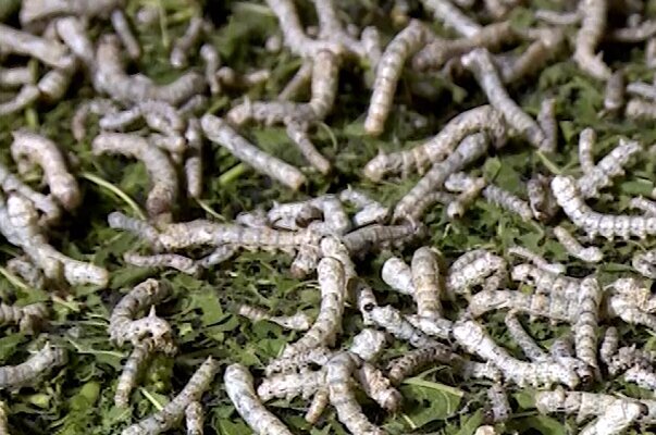 صنعت نوغانداری نیازمند تکمیل زنجیره تولید است