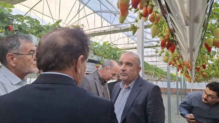 بازدید اعضای کمیسیون کشاورزی از الگوی موفق تولید توت‌فرنگی در زرندیه