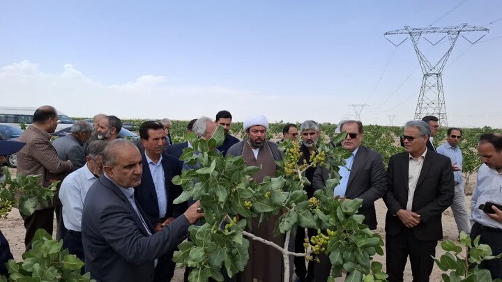 پایش وضعیت مزارع گندم و باغات پسته ساوه و زرندیه توسط اعضای کمیسیون کشاورزی