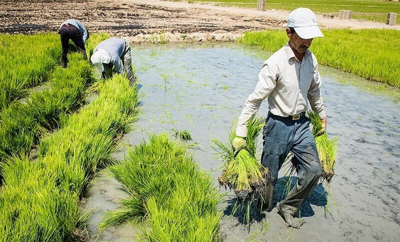محدودیت کشت برنج بدون جایگزین شغلی، معیشت مردم خوزستان را تهدید می‌کند/ سیاست‌های آبی باید منطقه‌محور بازنگری شود