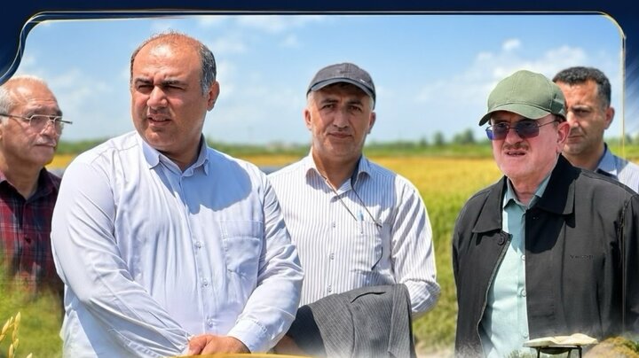 آغاز برداشت مکانیزه برنج در شهرستان لنگرود با حضور لاهوتی