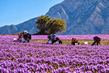 عبور از خام‌فروشی زعفران با توسعه فرآوری و فناوری‌های نوین