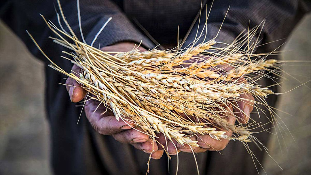 منابع خرید تضمینی گندم پیش بینی شده است؛ تأخیر در پرداخت‌ها توجیه ندارد