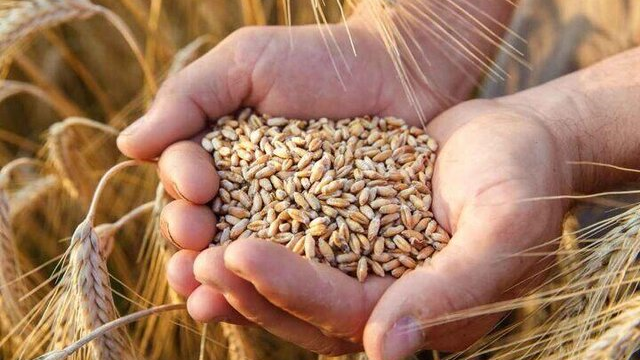 تاخیر در پرداخت مطالبات گندمکاران اعتماد آنها را خدشه دار می‌کند/ برداشت گندم امسال کمتر از سال گذشته است
