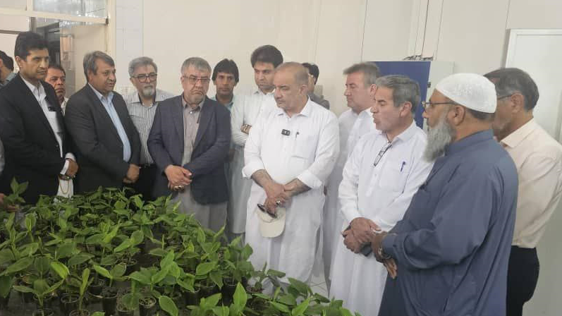 بازدید اعضای کمیسیون کشاورزی مجلس از ایستگاه تحقیقات کشاورزی بمپور؛ تأکید بر توسعه تولید نهال موز و خرمای مجول