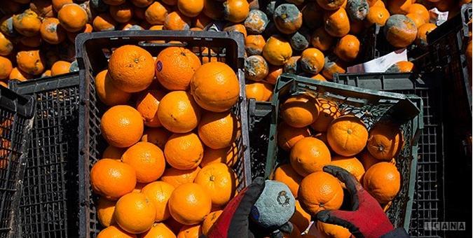 دپو میوه در انبارها برای توجیه واردات/ 700هزار تن میوه در سردخانه‌های کشور نگهداری می‌شود
