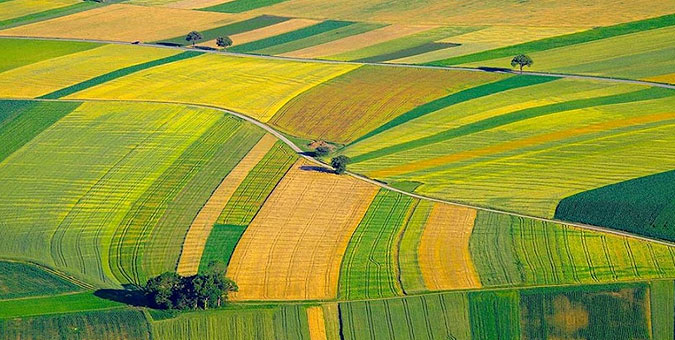 تعاونی روستایی متولی صادرات محصولات کشاورزی شود