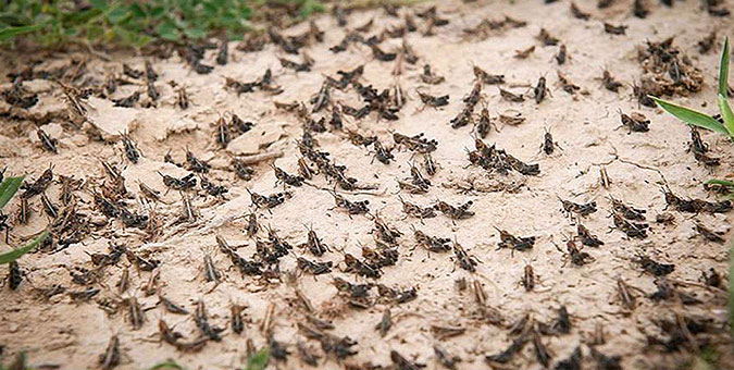 دستگاه‎‌ها آماده مقابله با ملخ‌های صحرایی؛ عملکرد سال گذشته قابل قبول بود