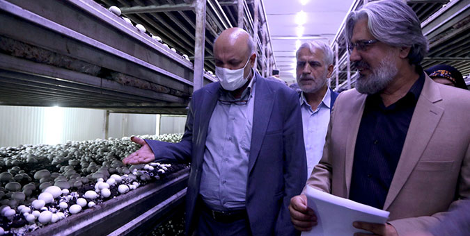 بازدید اعضای کمیسیون آموزش از کارخانه قارچ سروآباد